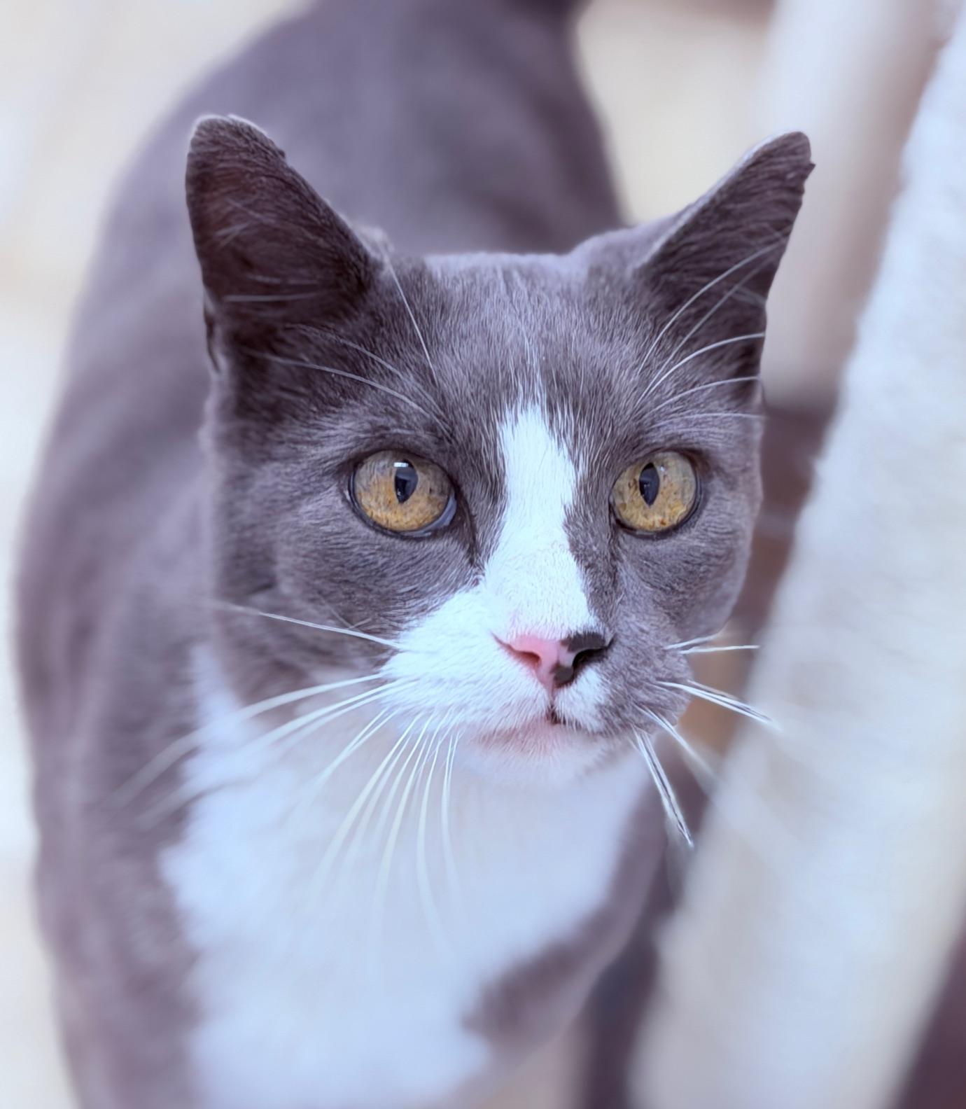 Enlarge Jaxx, a Adoptable Domestic Short Hair in Gardnerville, NV image 2/5