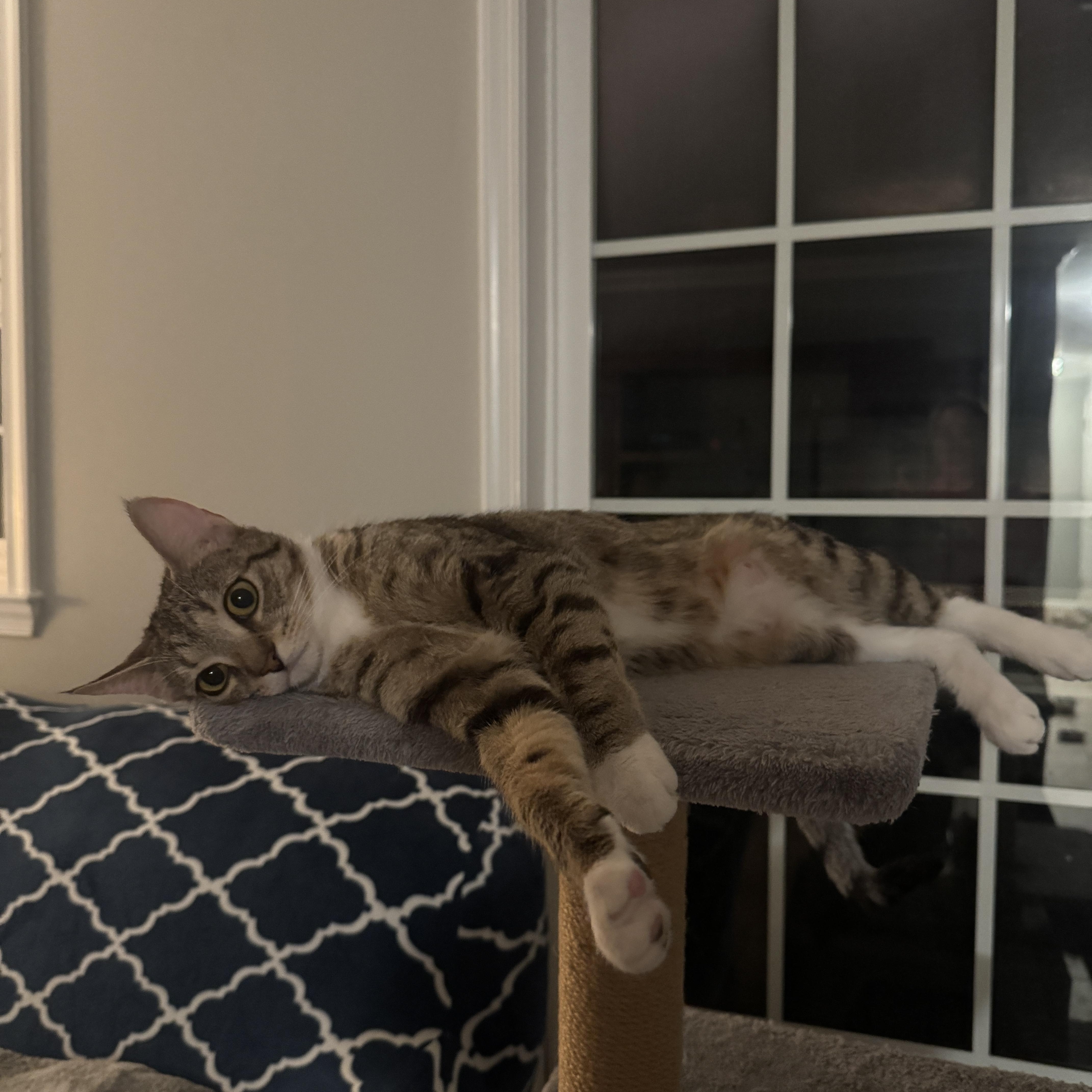 Enlarge Cleo, a Adoptable Tabby in Bayonne, NJ image 2/2