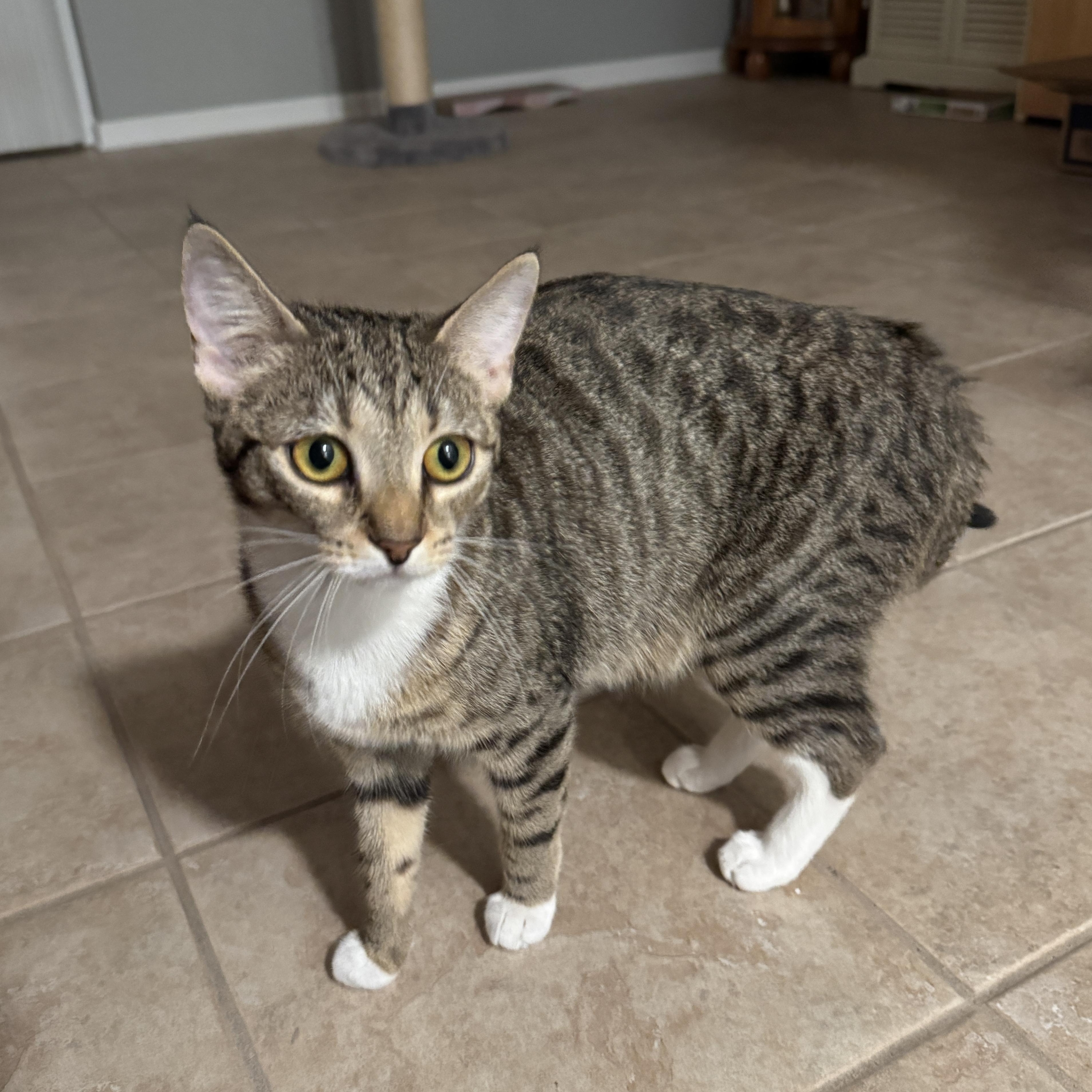 Cleo, Adoptable, Young Female Tabby.