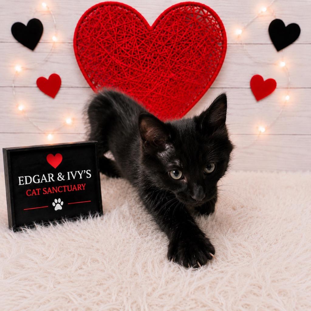 Twilight, Adoptable, Kitten Female Domestic Short Hair.