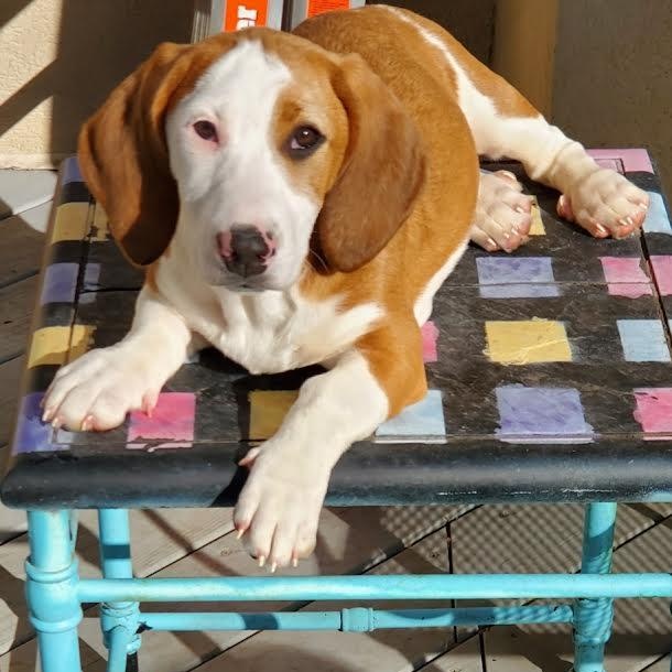 Tortuga, Adoptable, Puppy Female Basset Hound.