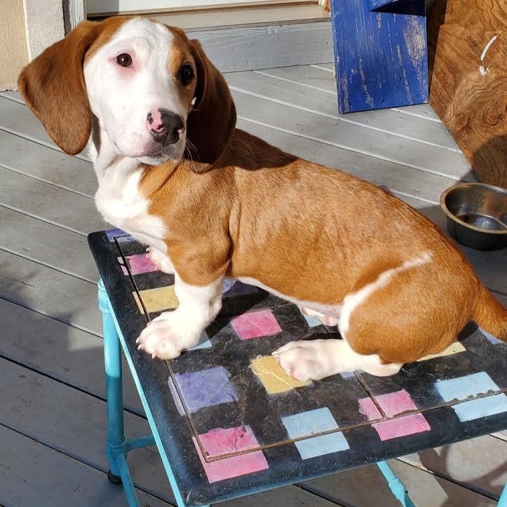 Enlarge Tortuga, a Adoptable mixed breed in Midlothian, VA image 3/6