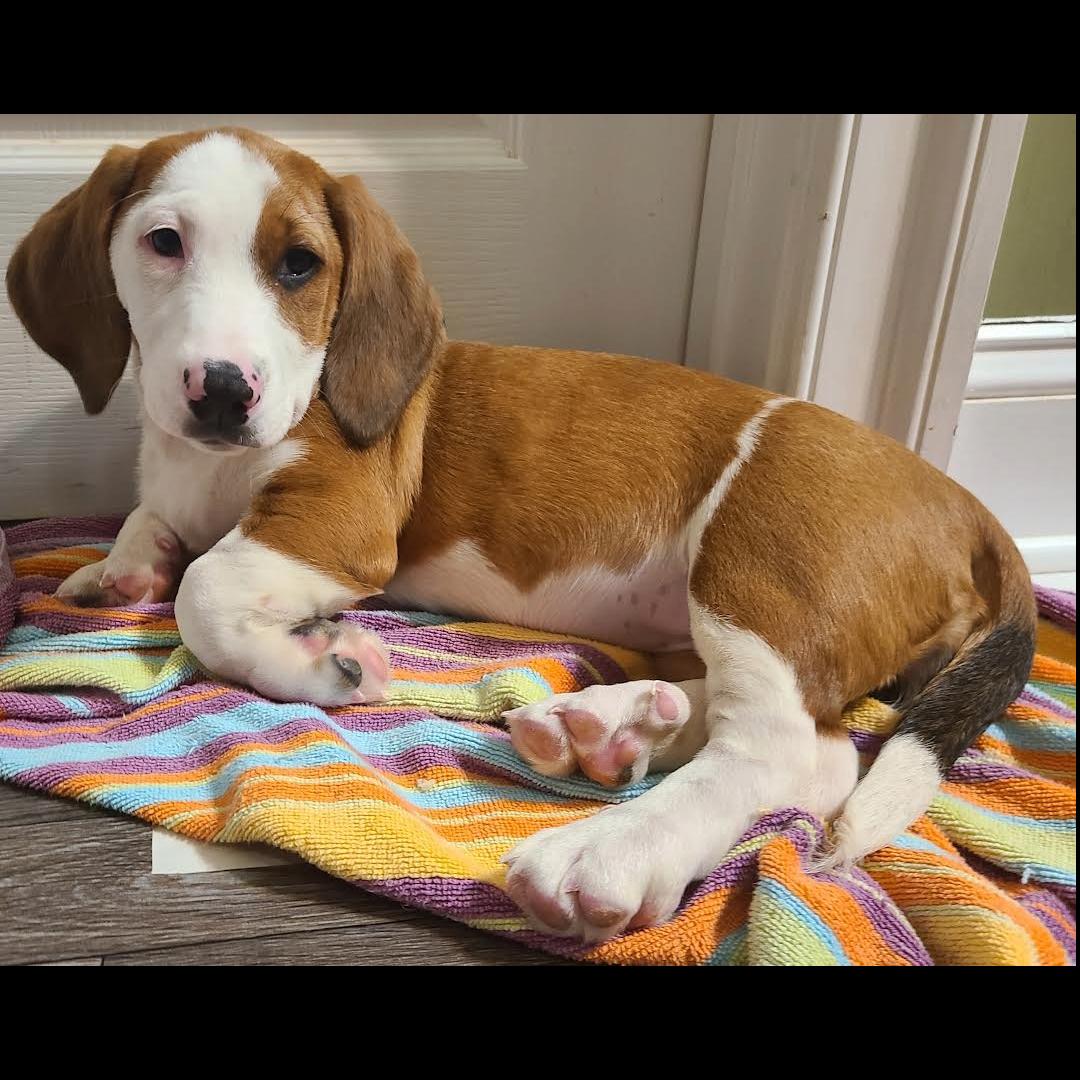 Enlarge Tortuga, a Adoptable mixed breed in Midlothian, VA image 2/6