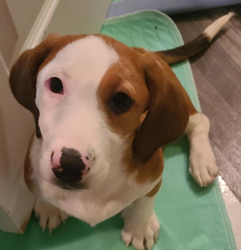 Enlarge Tortuga, a Adoptable mixed breed in Midlothian, VA image 6/6