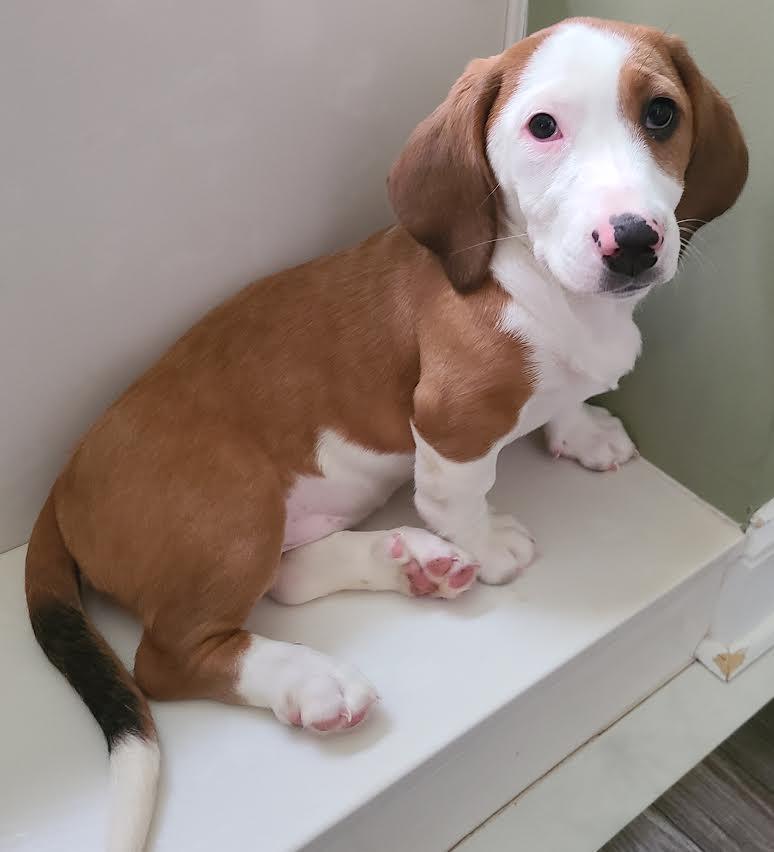 Enlarge Tortuga, a Adoptable mixed breed in Midlothian, VA image 4/6