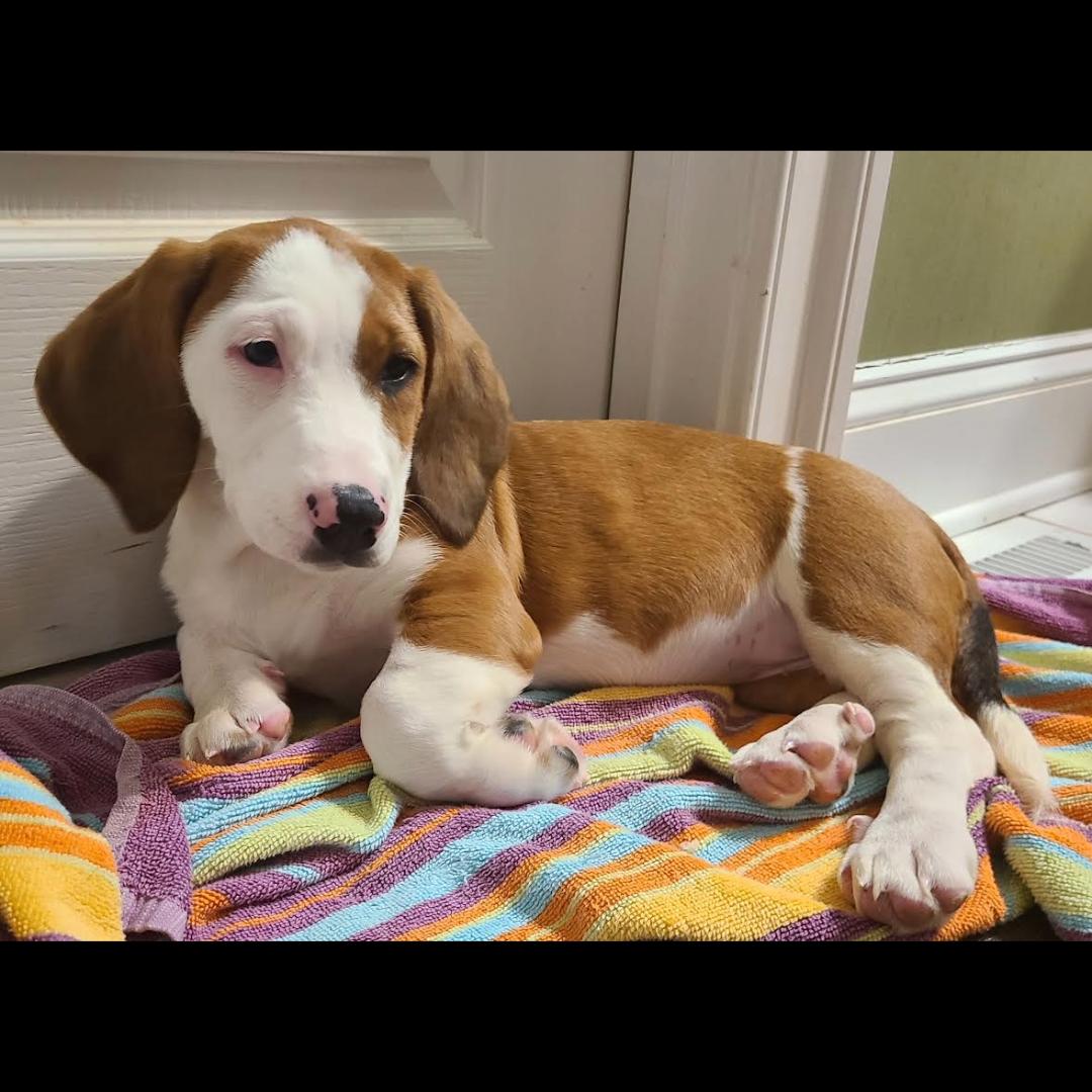 Enlarge Tortuga, a Adoptable mixed breed in Midlothian, VA image 5/6