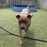 Smoke, ADOPTABLE, Adult Male Pit Bull Terrier.