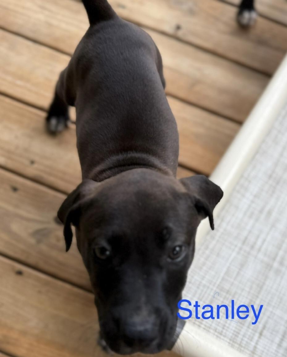 Stanley, Baby Male Labrador Retriever