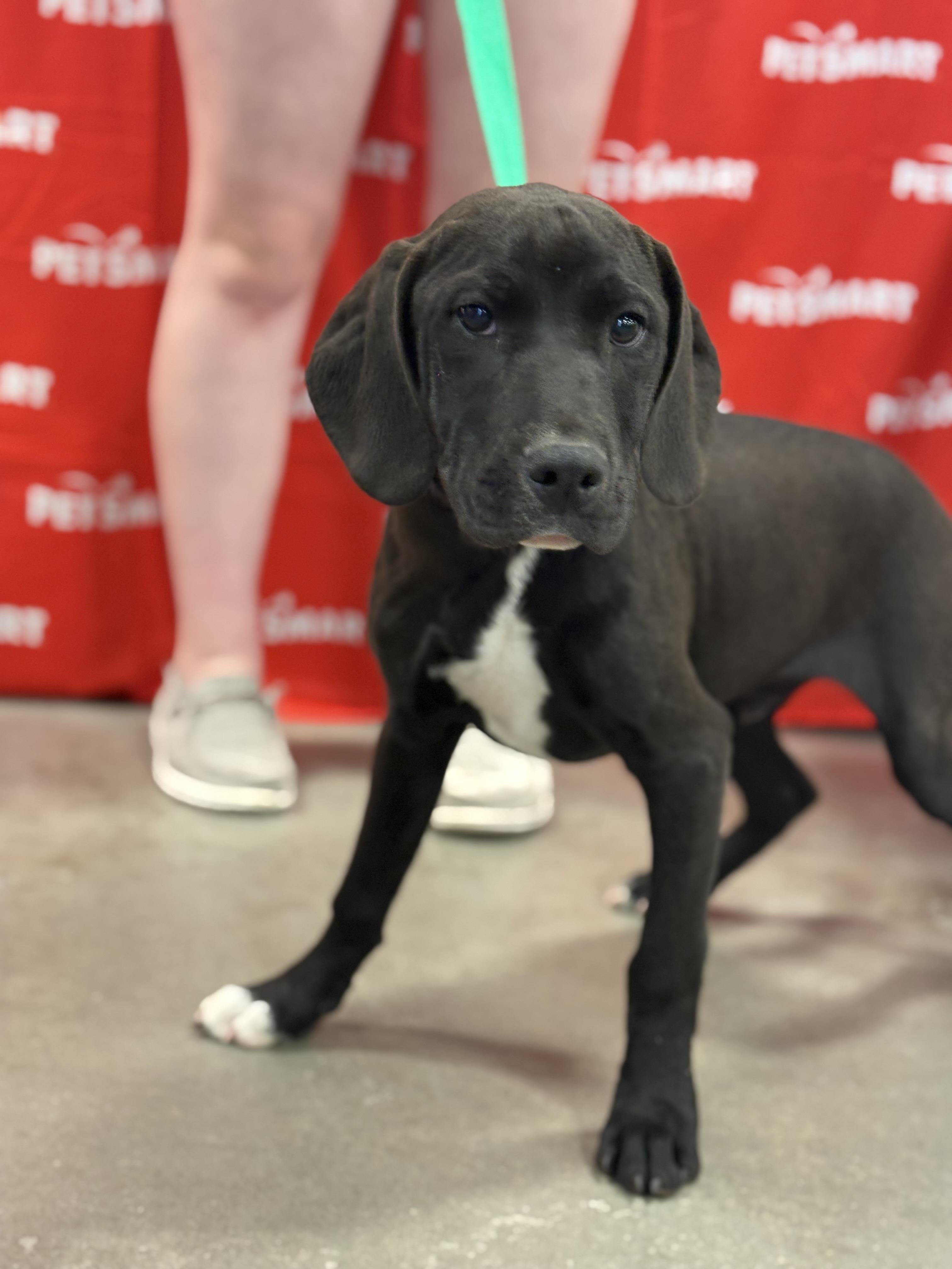 Wrinkles, adopted, Puppy Male Pit Bull Terrier.