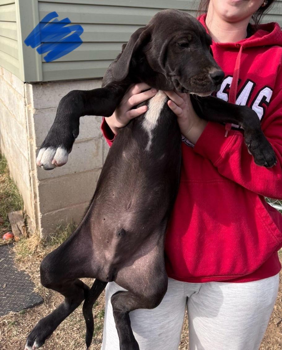 Enlarge Wrinkles, an adopted mixed breed in Zimmerman, MN image 2/2