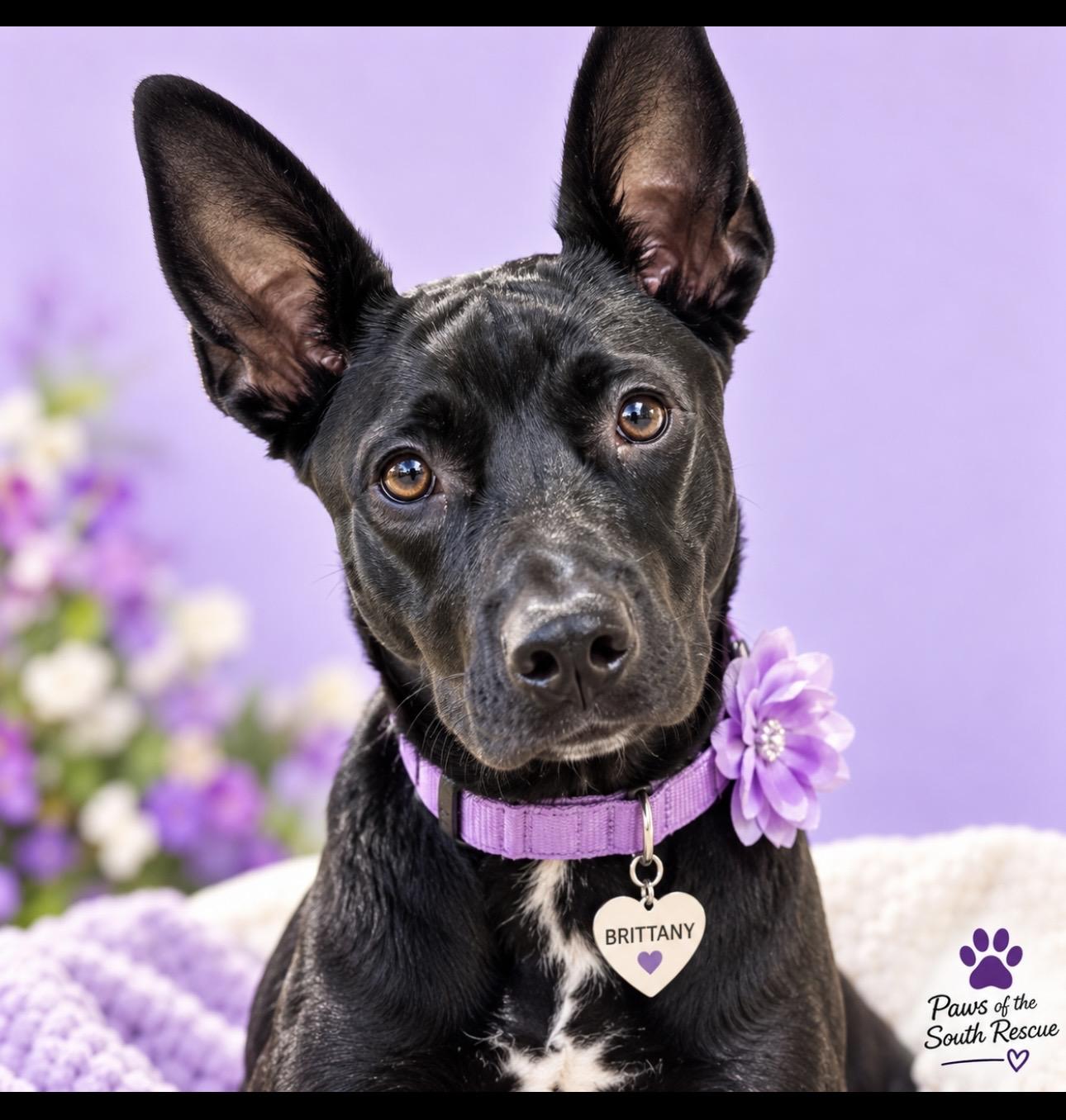 Enlarge Brittany, a Adoptable mixed breed in CUMMING, GA image 1/5