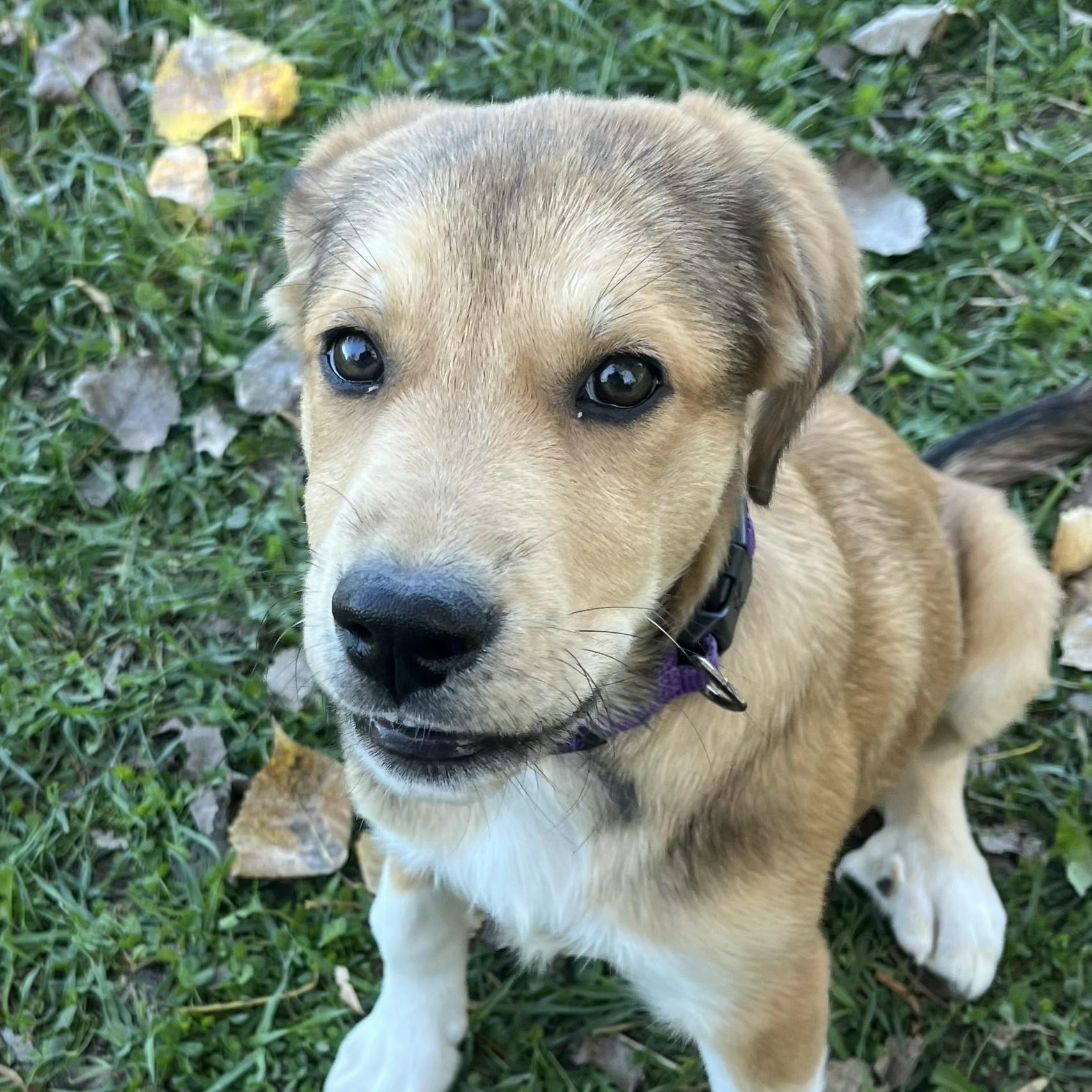 Enlarge Ricki Lake, a Adopted Mixed Breed in Grayslake, IL image 4/5