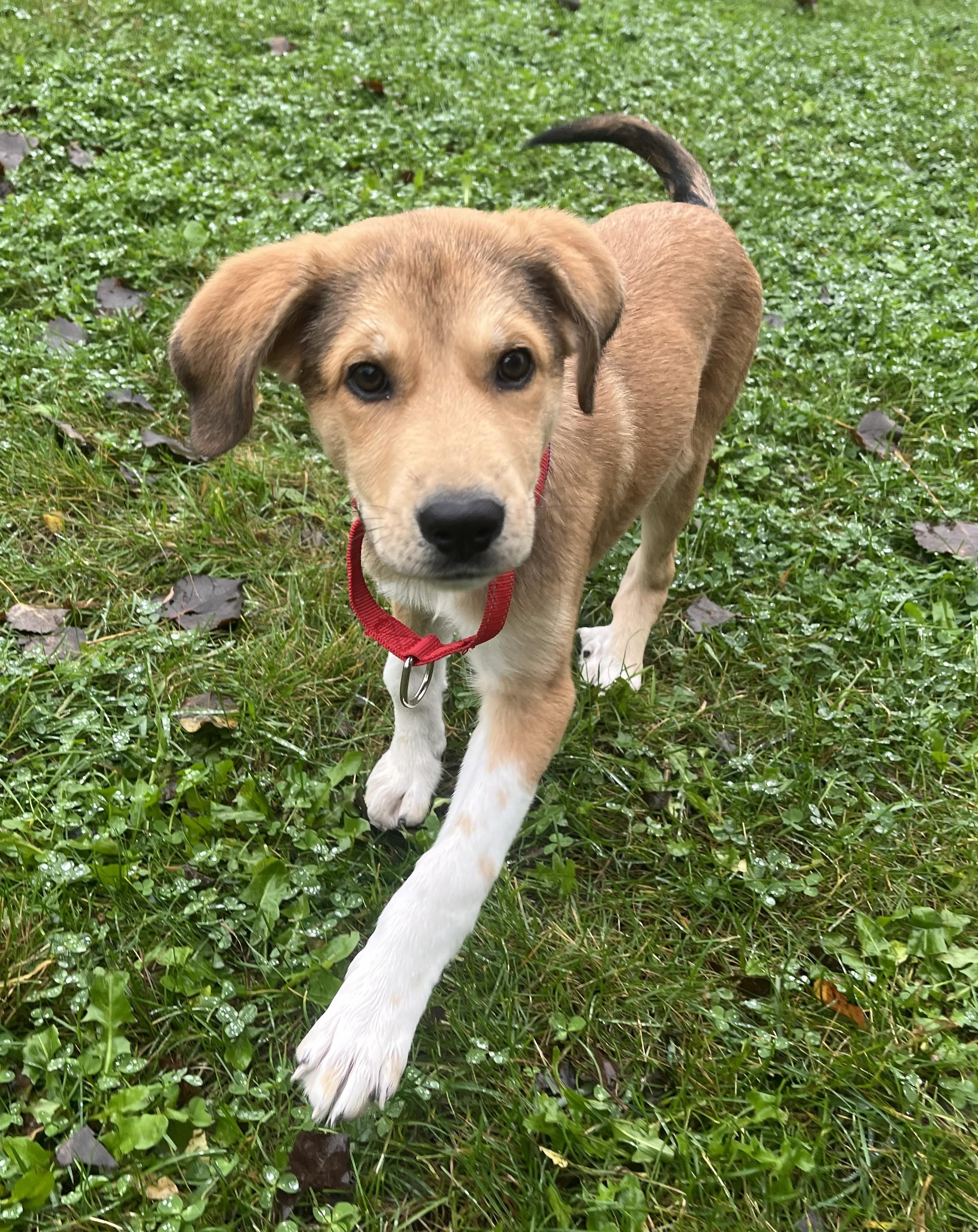 Enlarge Ricki Lake, a Adopted Mixed Breed in Grayslake, IL image 2/5