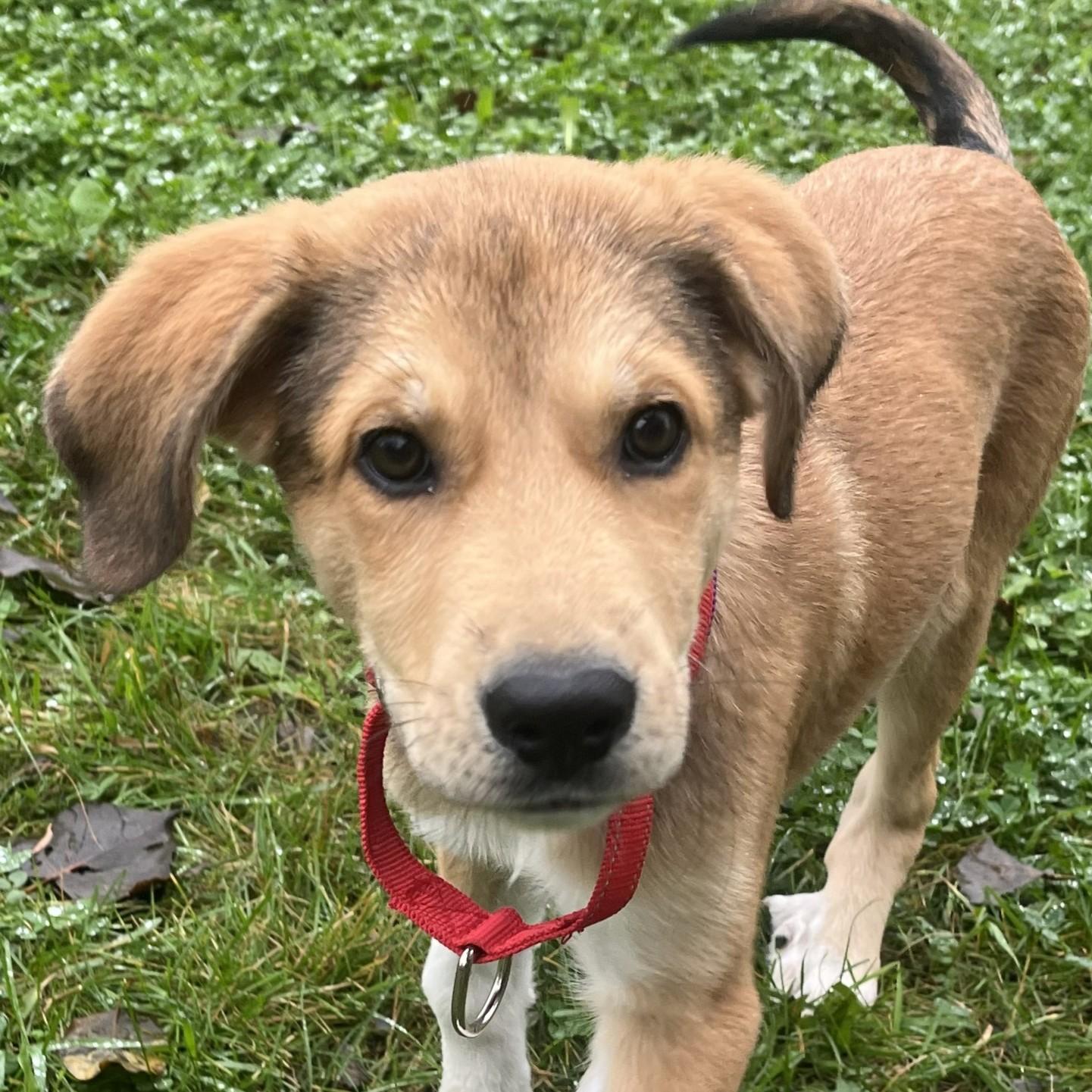 Enlarge Ricki Lake, a Adopted Mixed Breed in Grayslake, IL image 1/5