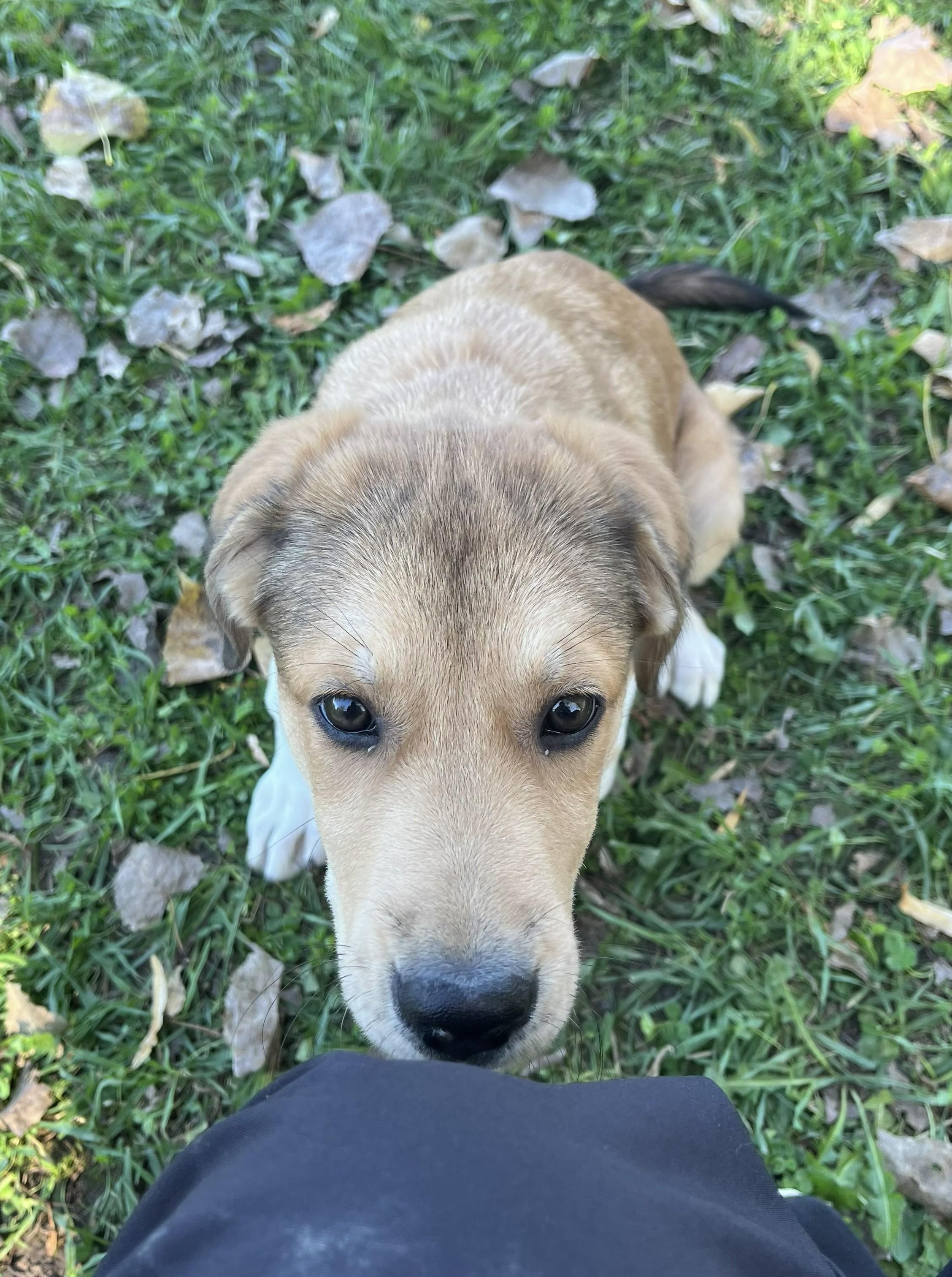 Enlarge Ricki Lake, a Adopted Mixed Breed in Grayslake, IL image 3/5