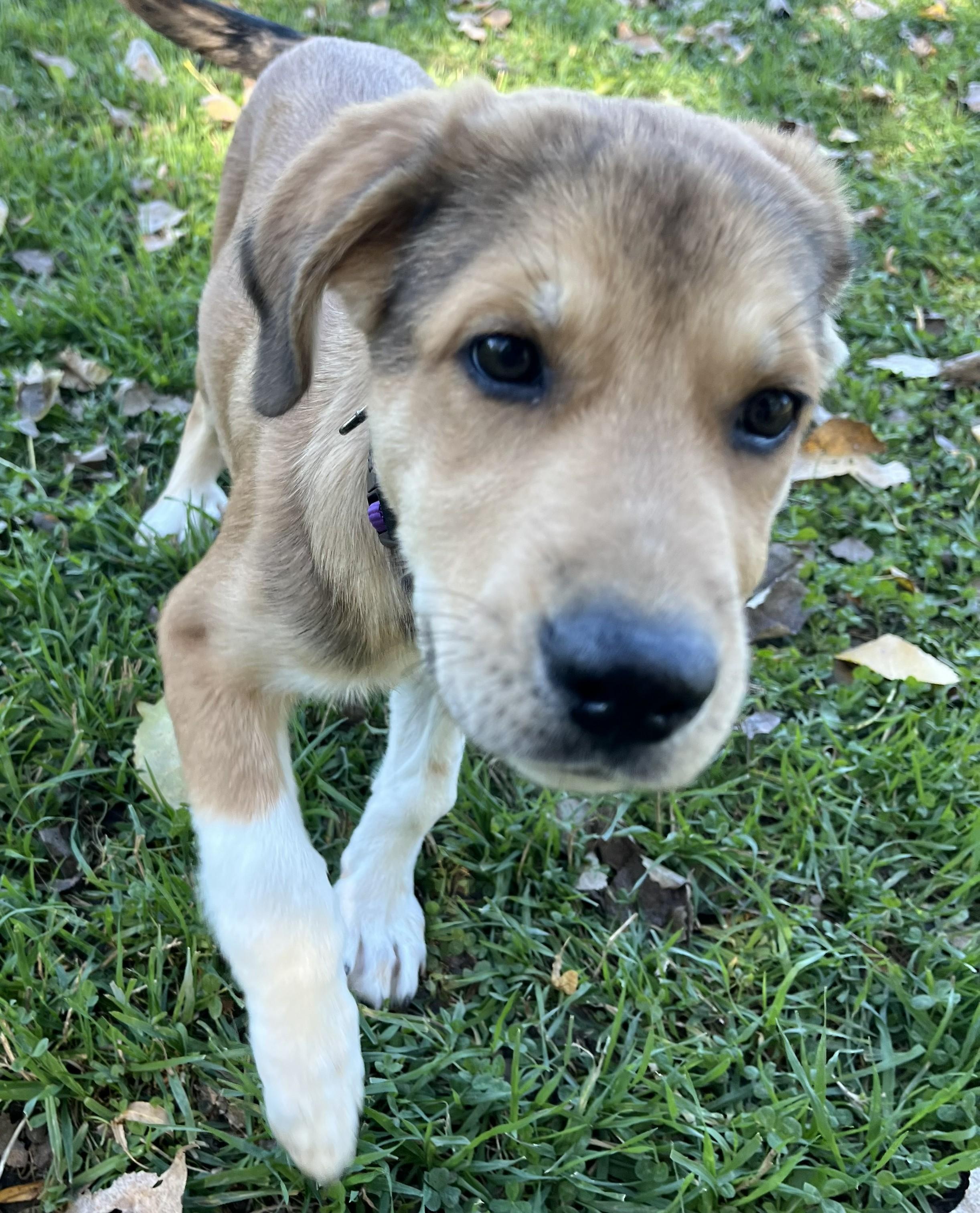 Enlarge Ricki Lake, a Adopted Mixed Breed in Grayslake, IL image 5/5
