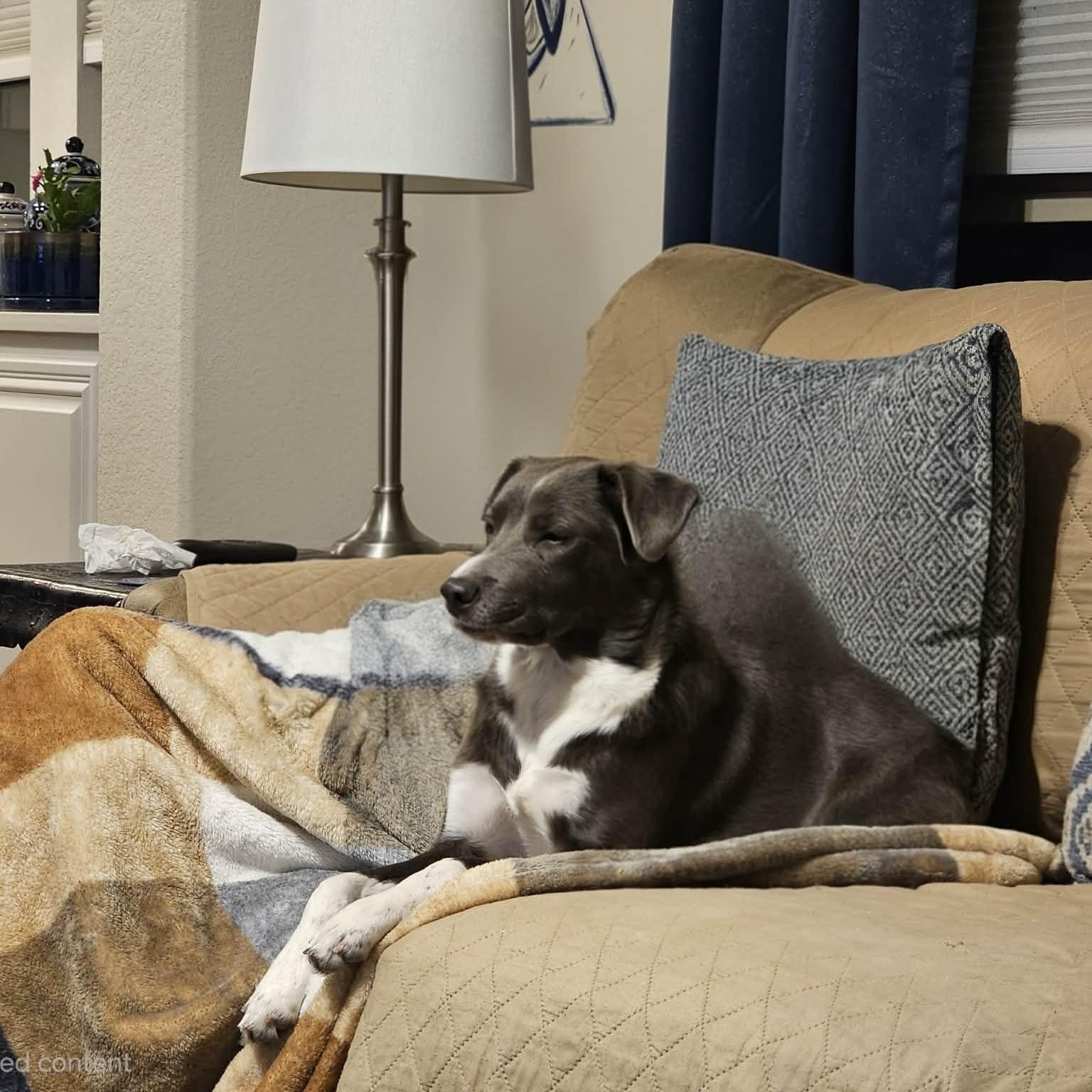 Enlarge HOLLY, a Adoptable mixed breed in allen, TX image 6/6