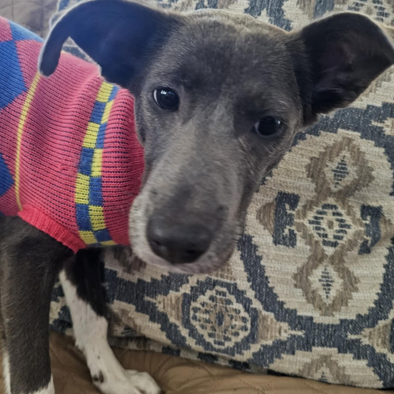 Enlarge HOLLY, a Adoptable mixed breed in allen, TX image 3/6