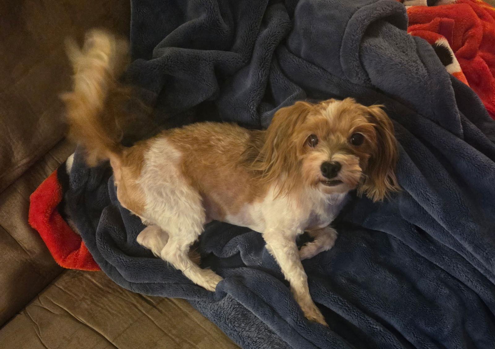 Enlarge Finley, a Adoptable Havanese in Brandon, SD image 1/1