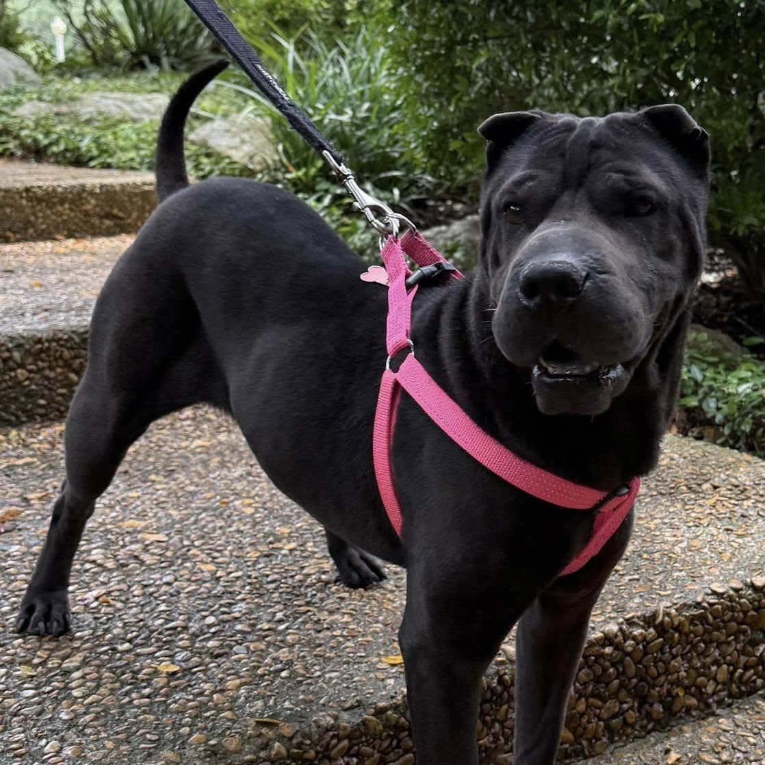 Enlarge Jettie is looking for a foster and adopter!, a Adoptable Shar-Pei in Portland, OR image 2/6