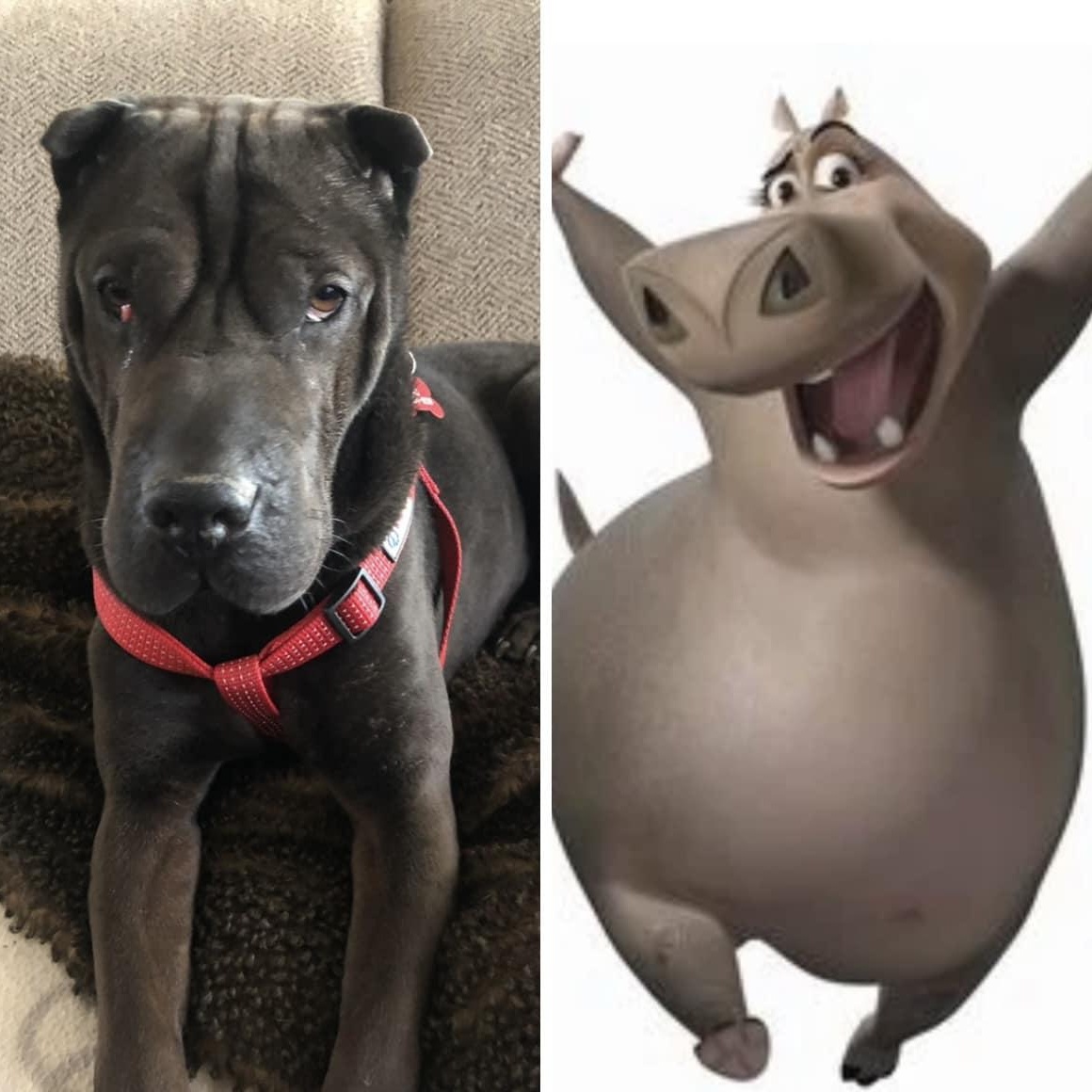 Enlarge Jettie is looking for a foster and adopter!, a Adoptable Shar-Pei in Portland, OR image 3/6