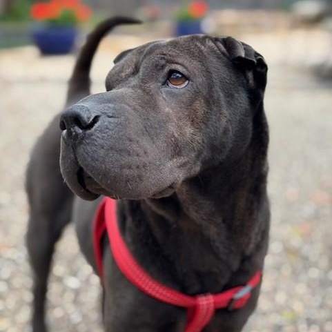 Enlarge Jettie is looking for a foster and adopter!, a Adoptable Shar-Pei in Portland, OR image 6/6