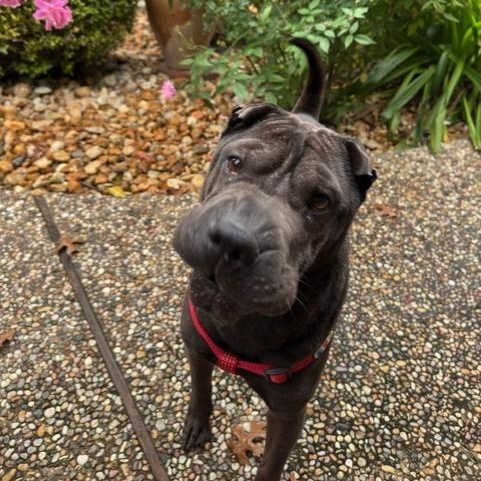 Jettie is looking for a foster and adopter!, Adoptable, Adult Female Shar-Pei.