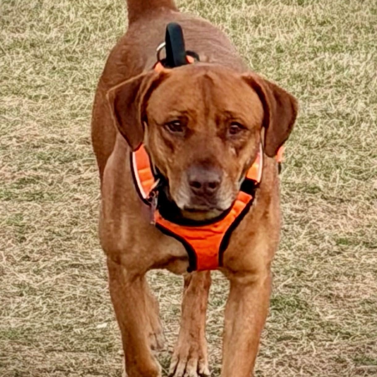 BUDDY LIVES AT THE CARWASH he is URGENT, Adoptable, Adult Male Labrador Retriever & Vizsla.