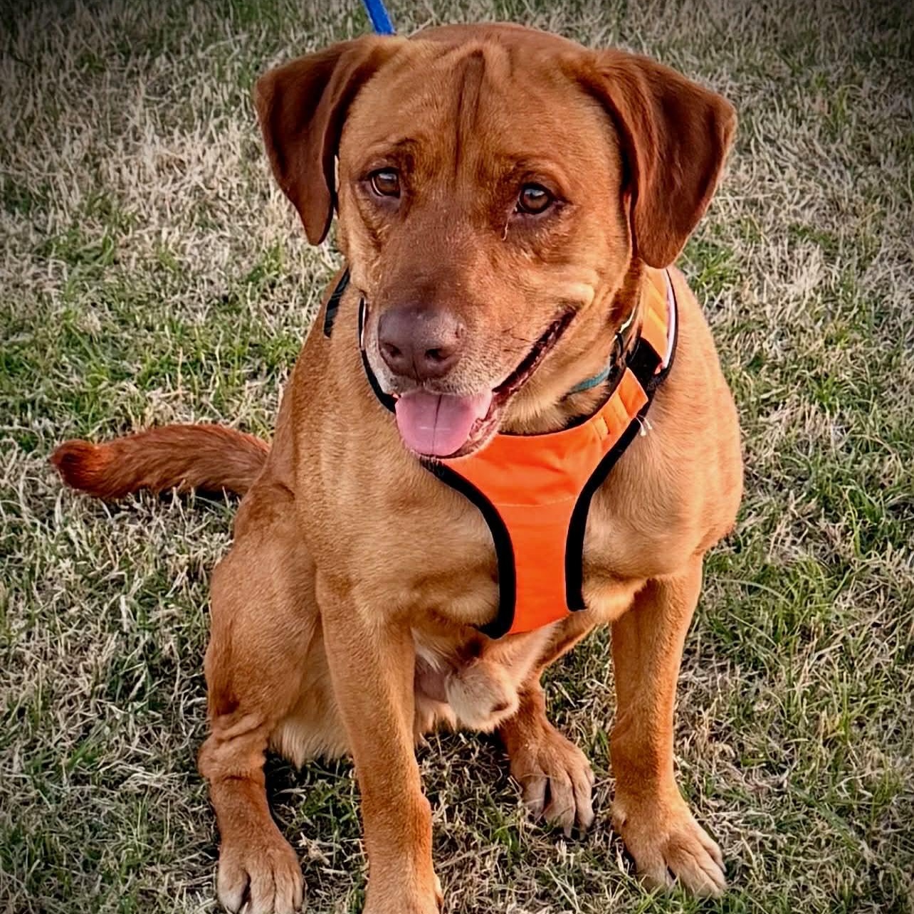 Enlarge BUDDY LIVES AT THE CARWASH he is URGENT, a Adoptable mixed breed in Heath, TX image 6/6