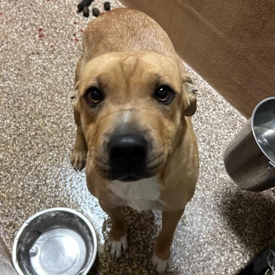 Honey — thumbnail 2