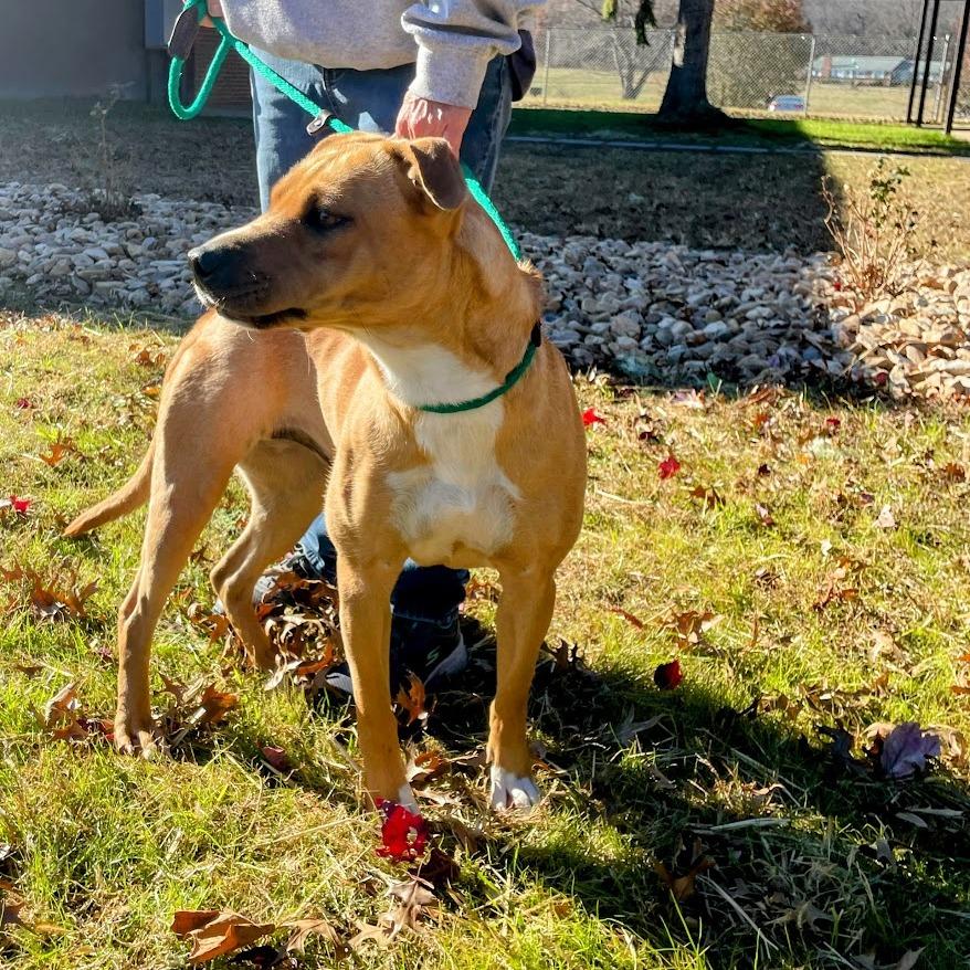 Honey — thumbnail 3