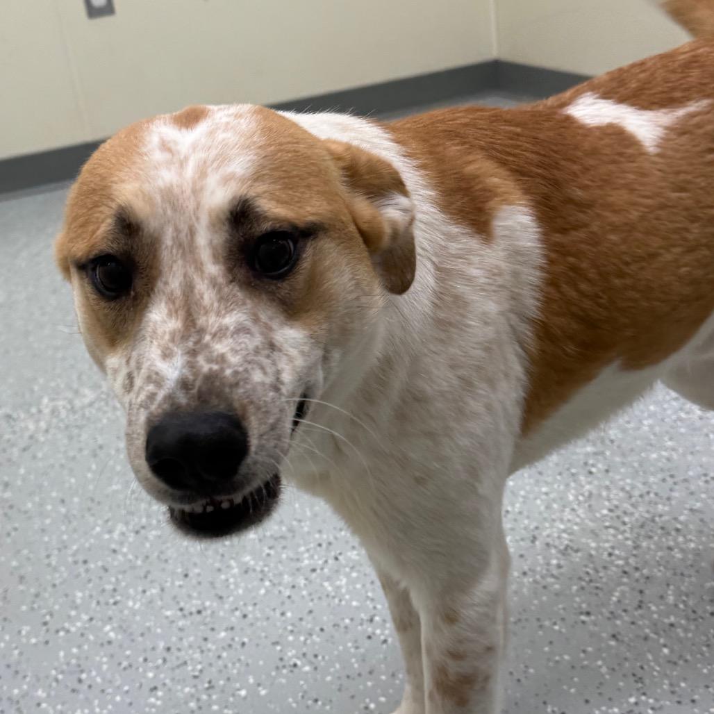 Enlarge Rigatoni, a Adoptable mixed breed in Galax, VA image 1/6