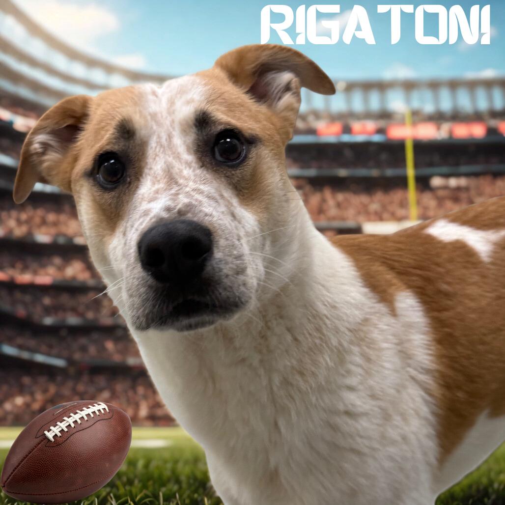 Enlarge Rigatoni, a Adoptable mixed breed in Galax, VA image 2/6