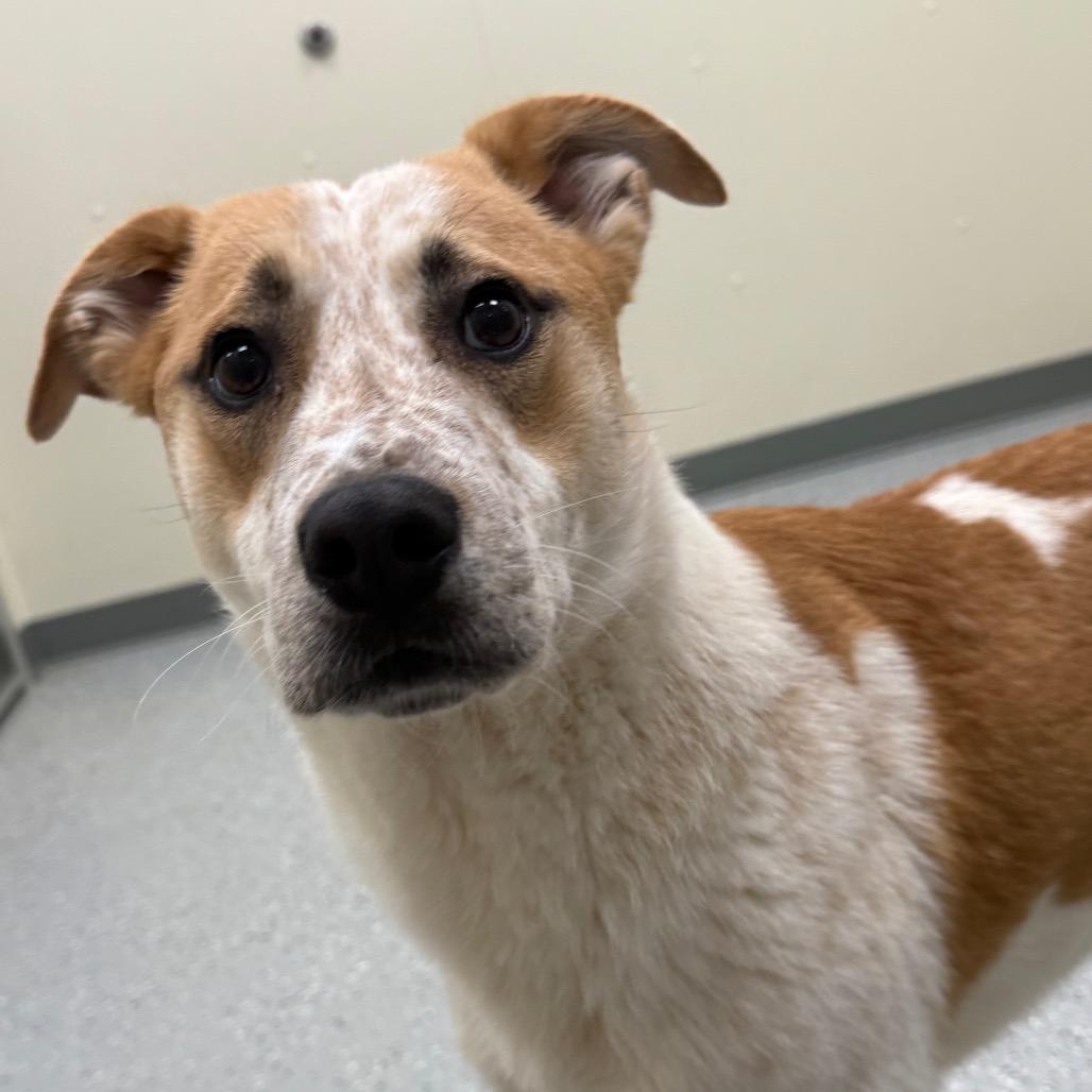 Enlarge Rigatoni, a Adoptable mixed breed in Galax, VA image 3/6