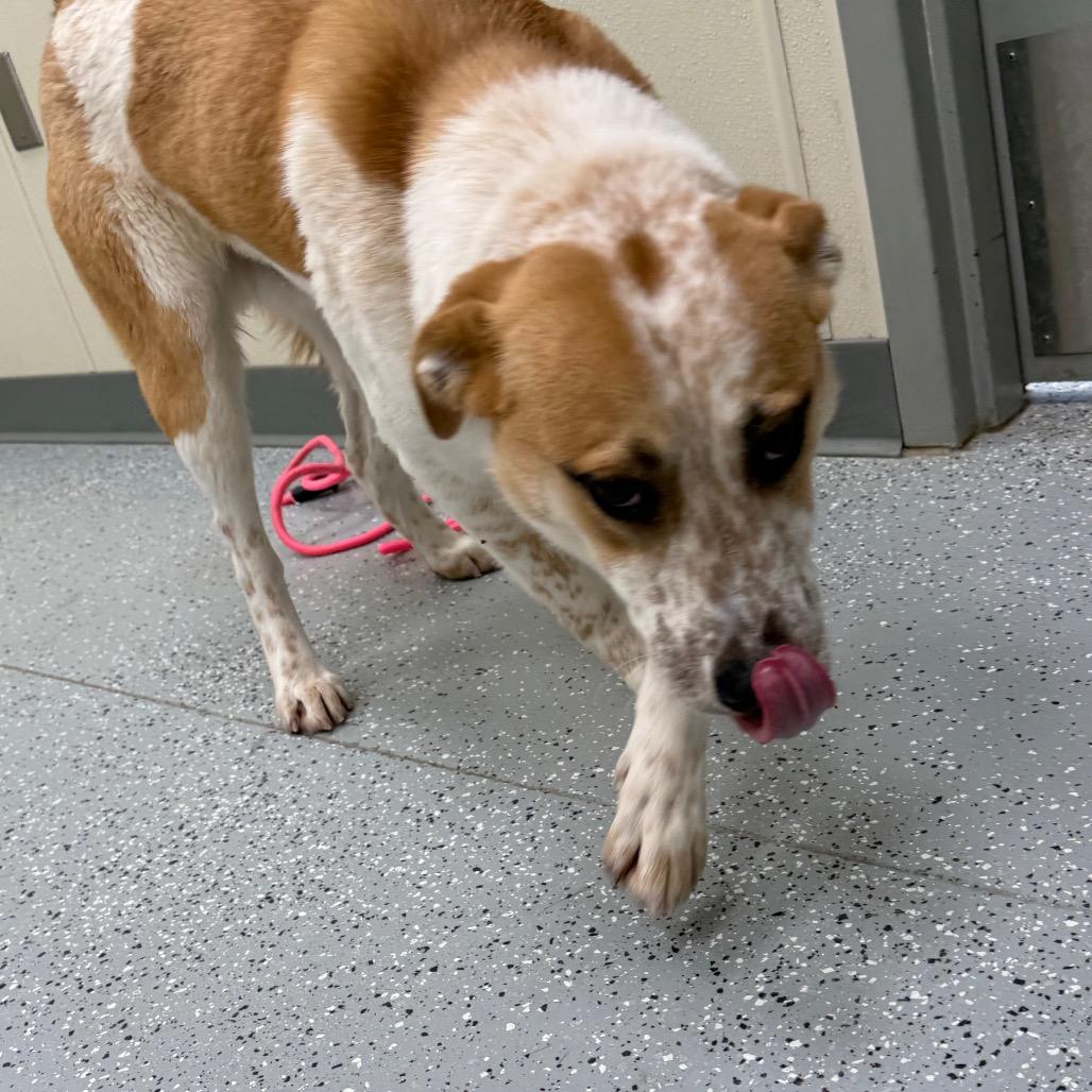 Enlarge Rigatoni, a Adoptable mixed breed in Galax, VA image 4/6