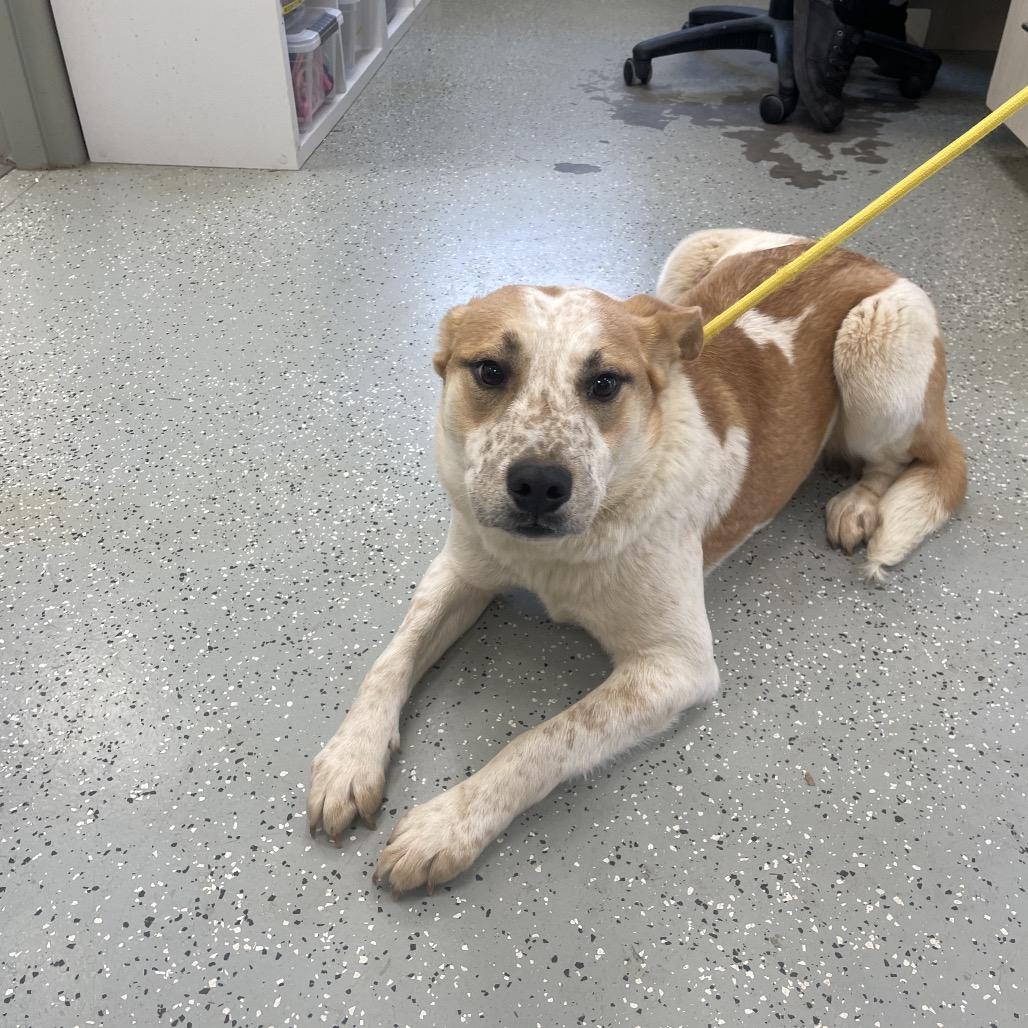 Rigatoni, Adoptable, Young Male Cattle Dog & Mixed Breed.