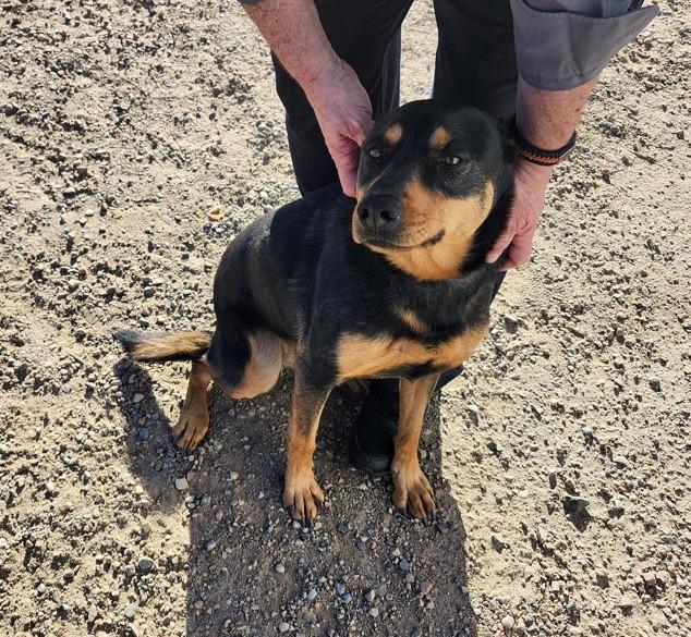 DAISY, Adoptable, Adult Female Australian Kelpie & Mixed Breed.