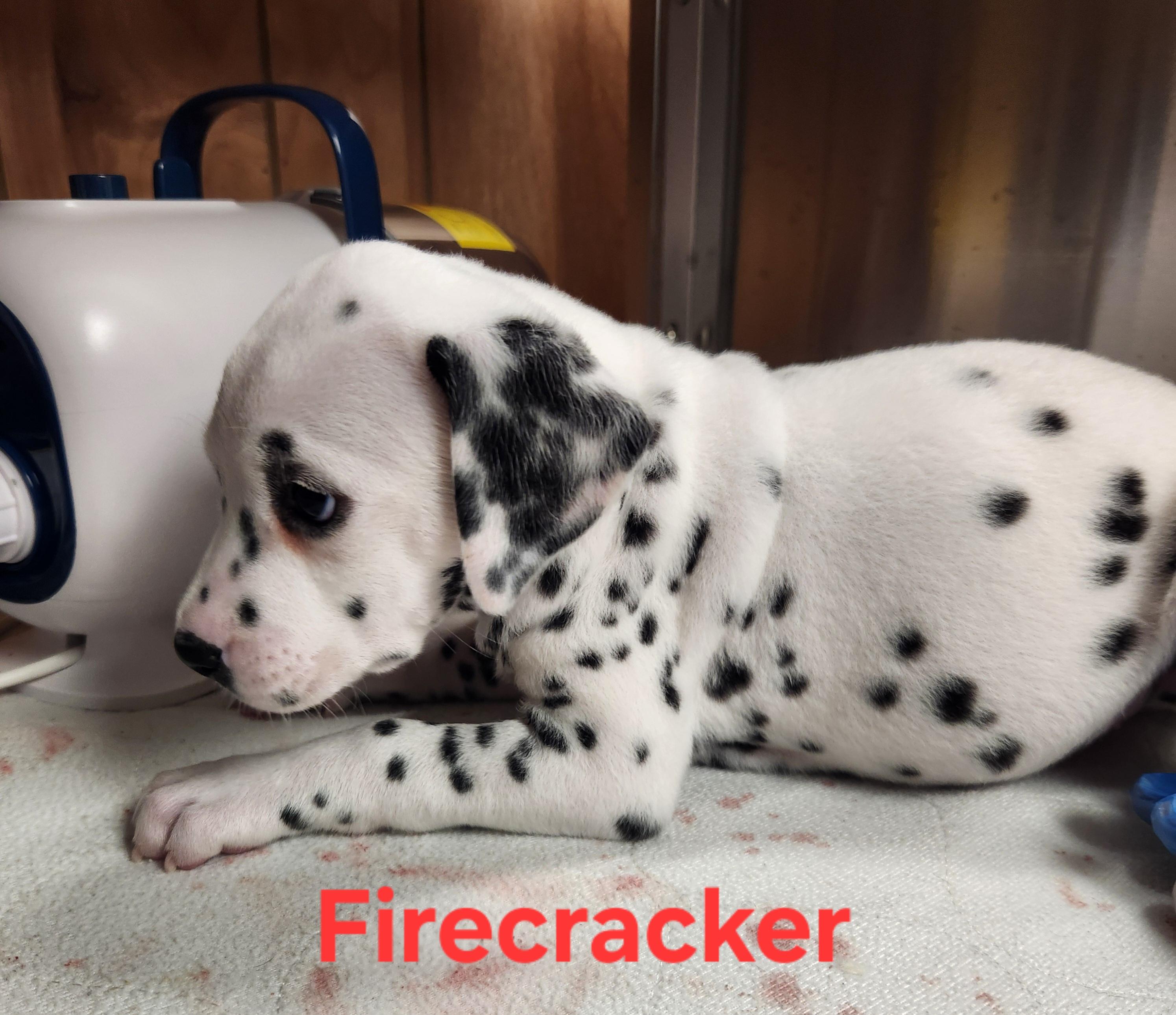 Enlarge Firecracker, an adopted Dalmatian in North Augusta, SC image 1/2