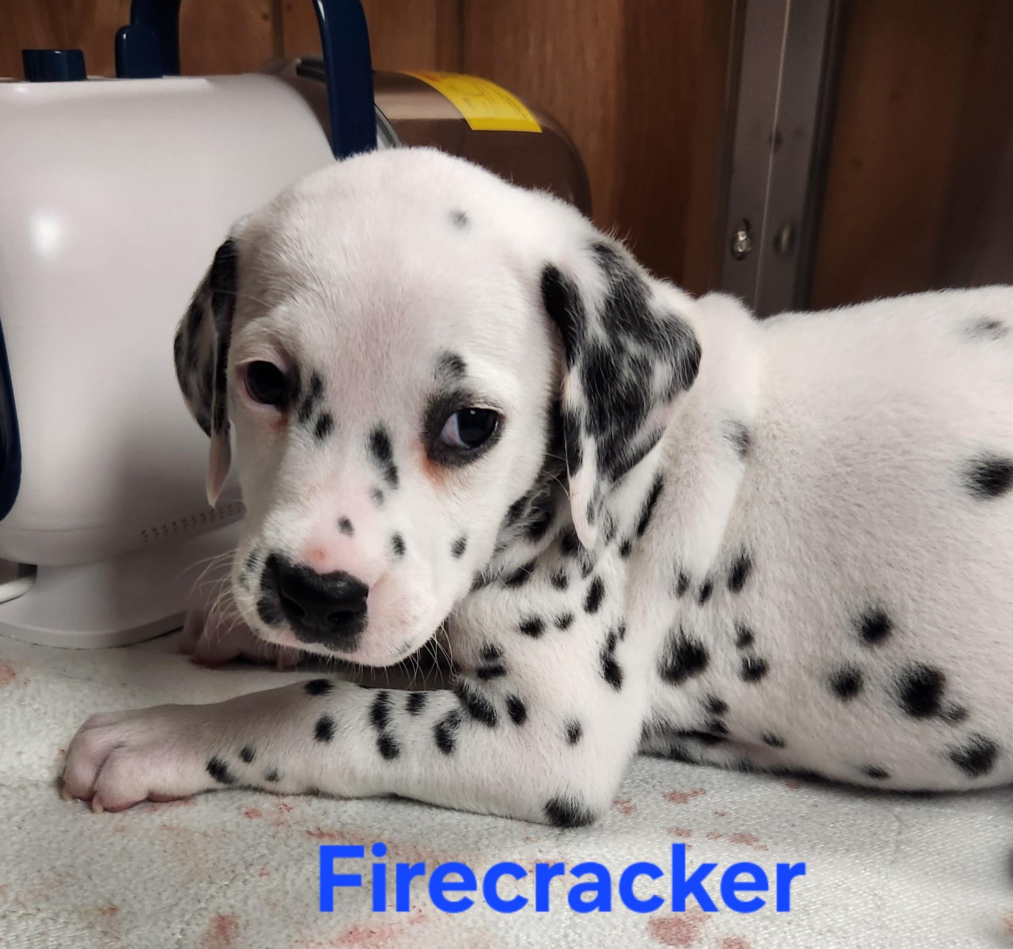 Enlarge Firecracker, an adopted Dalmatian in North Augusta, SC image 2/2