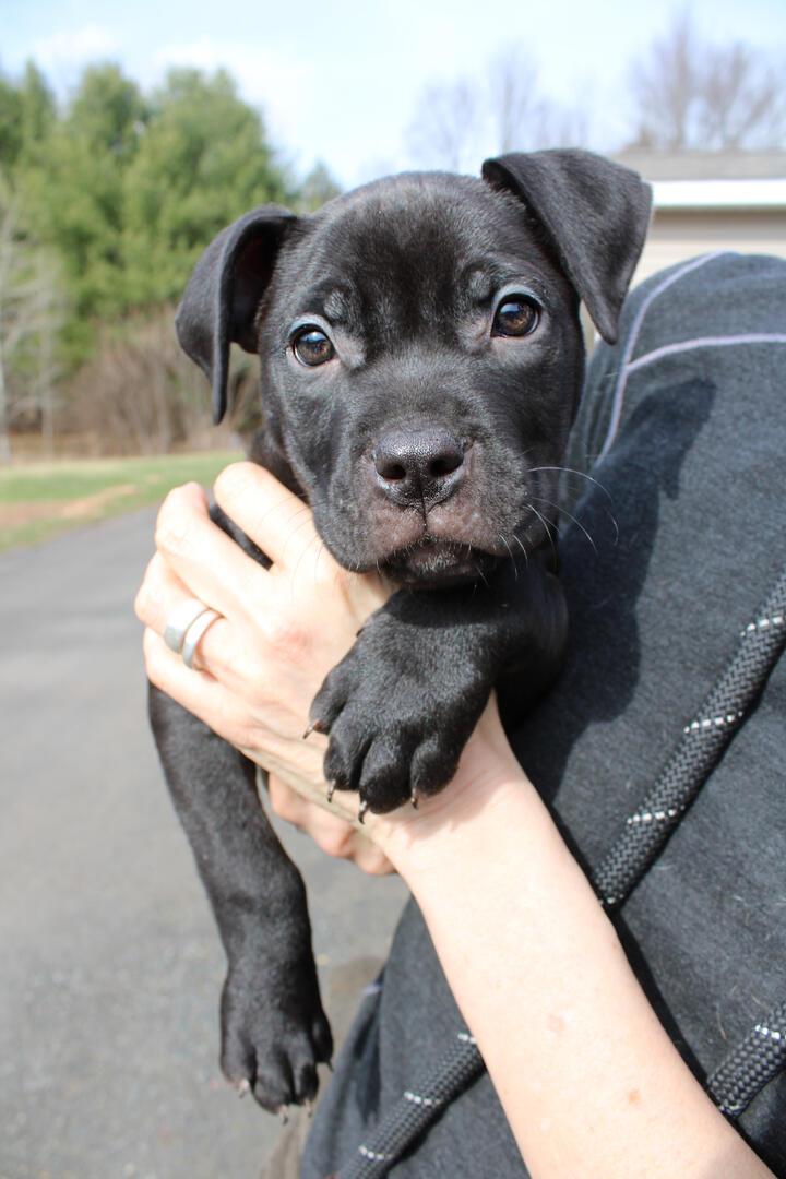 Aidan, adopted, Puppy Male Pit Bull Terrier.