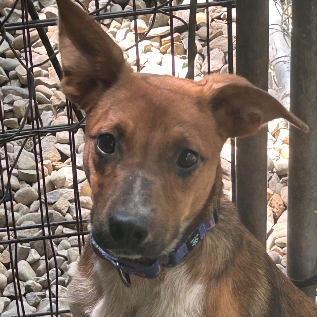 Tia, Adoptable, Adult Female Australian Cattle Dog / Blue Heeler & Cattle Dog.