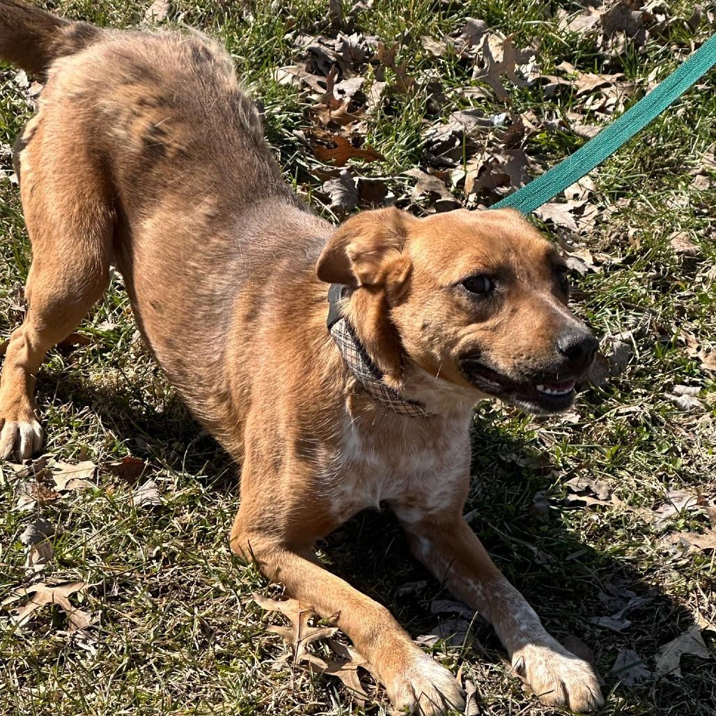 Enlarge Tia, a Adoptable mixed breed in Franklin, PA image 1/1