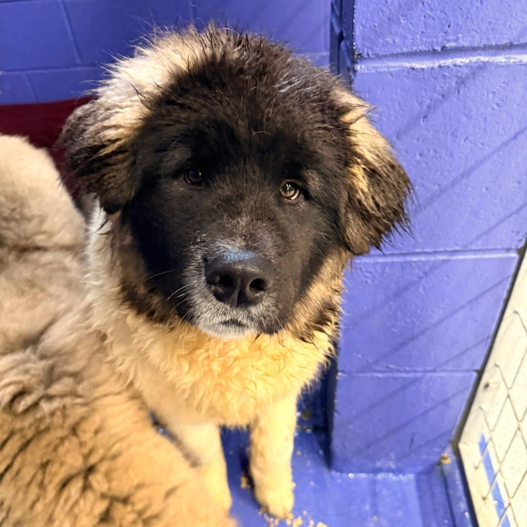 Enlarge CT Nutella, a Adoptable Akita in Stormville, NY image 1/3