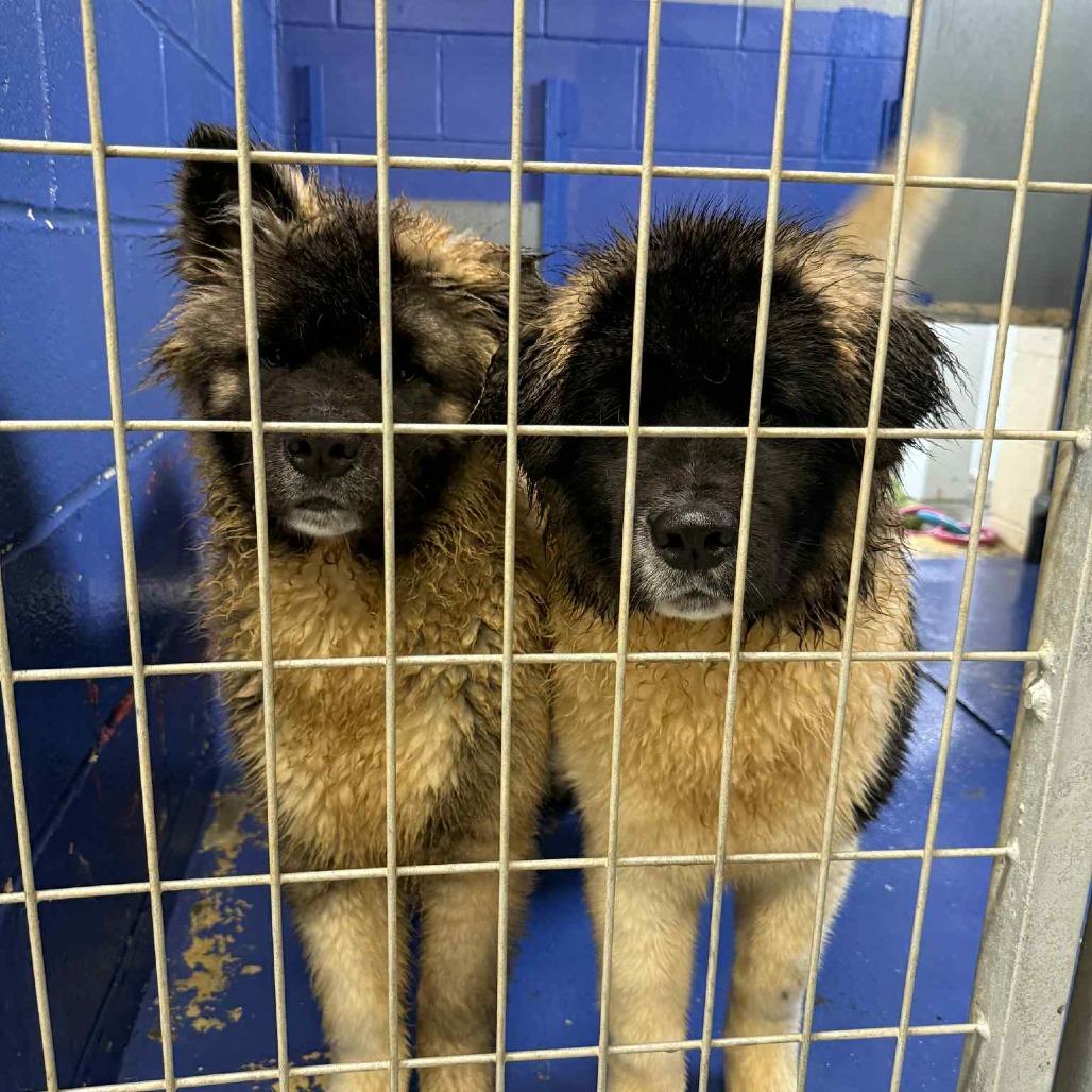 Enlarge CT Nutella, a Adoptable Akita in Stormville, NY image 2/3