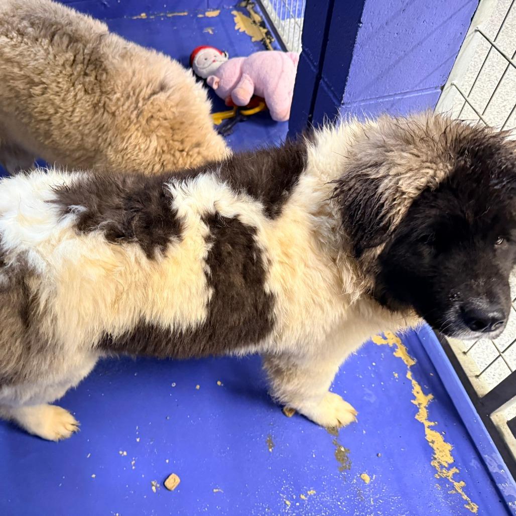 Enlarge CT Nutella, a Adoptable Akita in Stormville, NY image 3/3