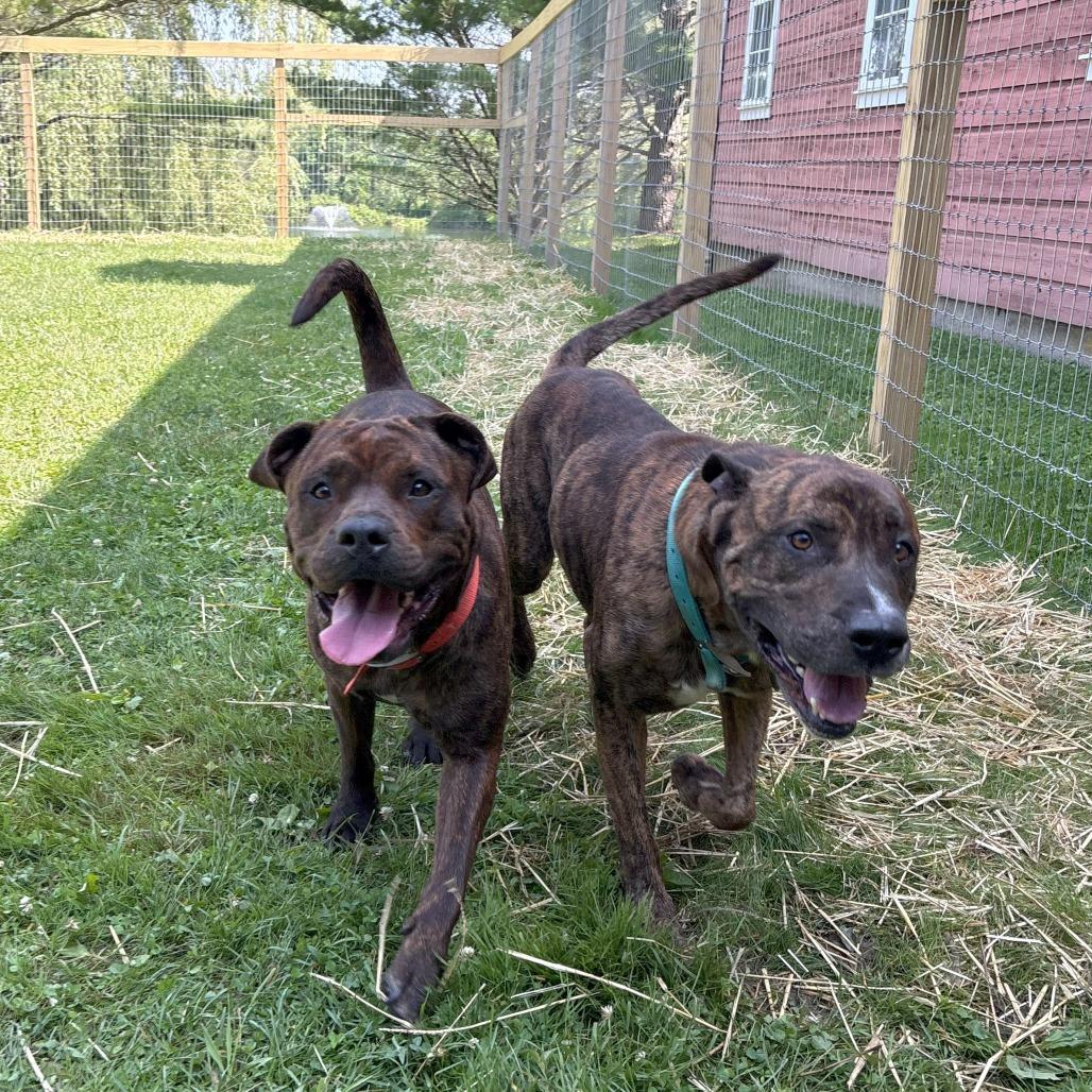 Brandy, Adoptable, Adult Female Mixed Breed.