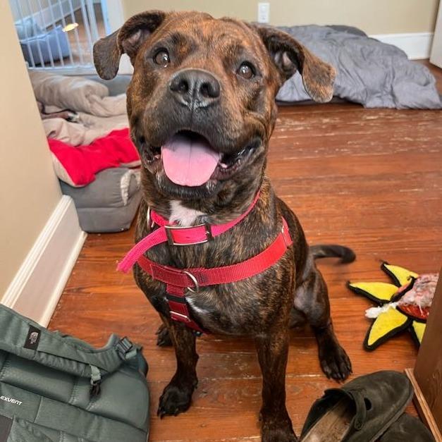 Enlarge Brandy, a Adoptable Mixed Breed in Bangall, NY image 2/5