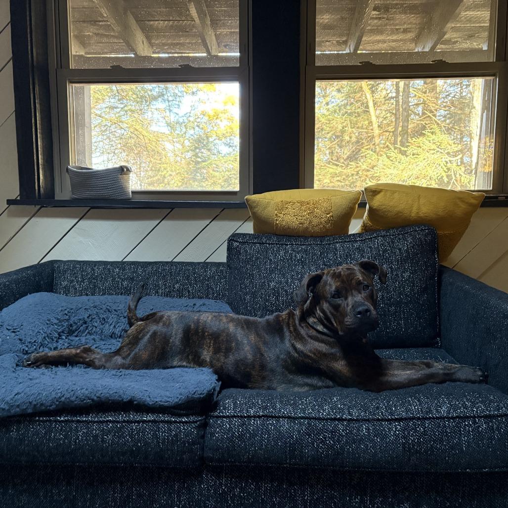 Enlarge Brandy, a Adoptable Mixed Breed in Bangall, NY image 3/5