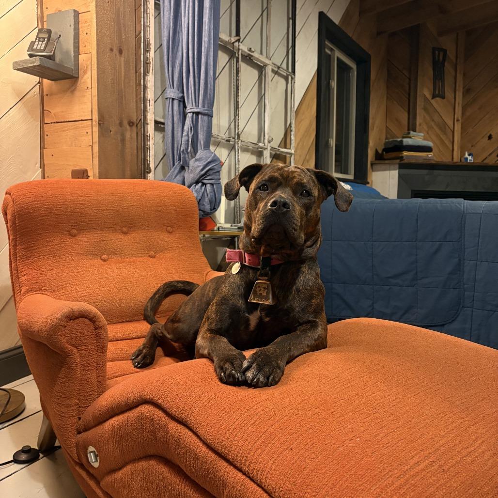 Enlarge Brandy, a Adoptable Mixed Breed in Bangall, NY image 4/5