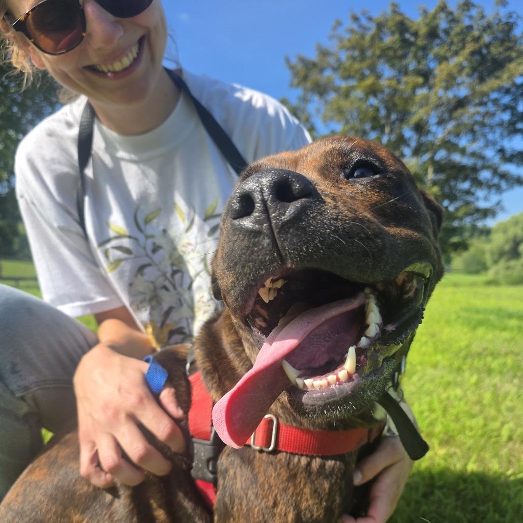 Enlarge Brandy, a Adoptable Mixed Breed in Bangall, NY image 5/5